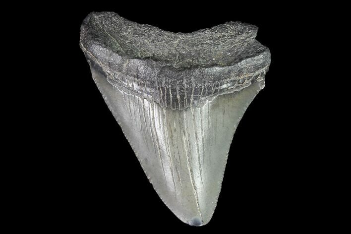 Juvenile Megalodon Tooth - Georgia #99161